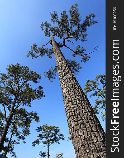 A big tree taken from Pu-Kraduang, Loey, Thailand