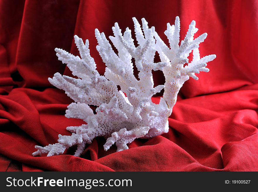 A large branch of white coral lies in front of a red background