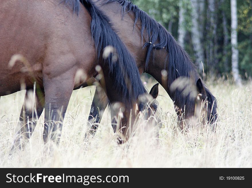 Two brown horses grazed on a meadow. Two brown horses grazed on a meadow