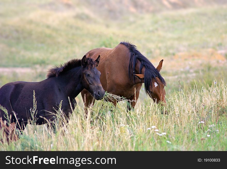The brown horse and black small stallion in a field. The brown horse and black small stallion in a field