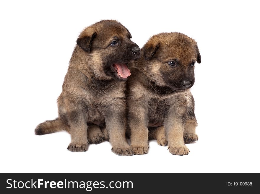 Two sheepdog`s puppys isolated on white background