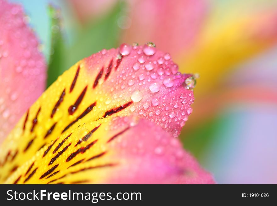 Alstroemeria Petals