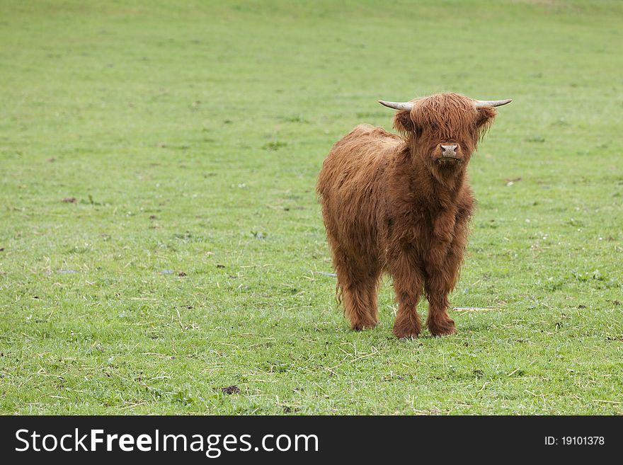 Scottish highland cattle bull on meadow