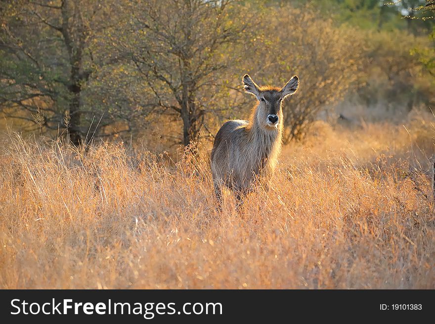 Female Waterbuck (Kobus Ellipsiprymnus)