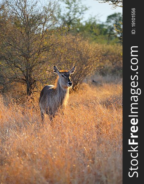 Female Waterbuck (Kobus ellipsiprymnus)