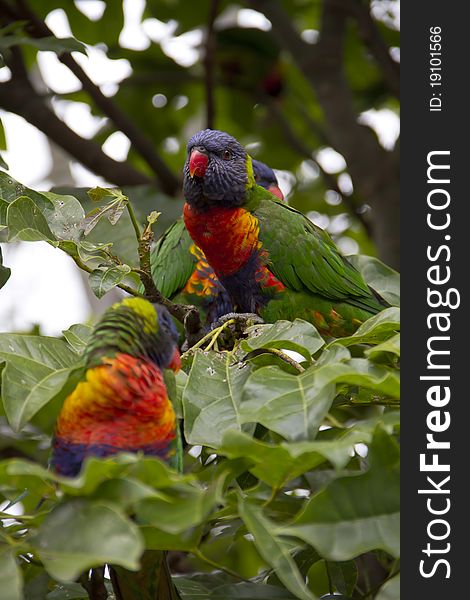 Rainbow Lorikeets in the wild in Australia.