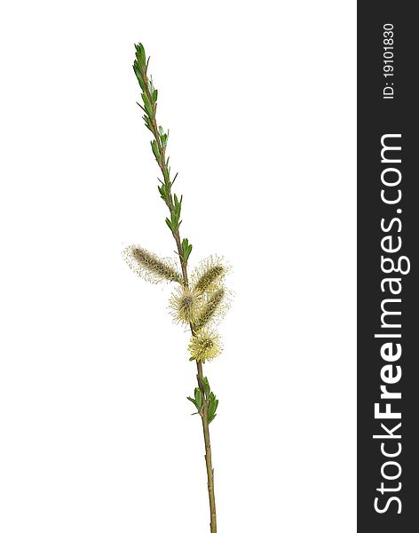 Willow's twig with flowers on white background
