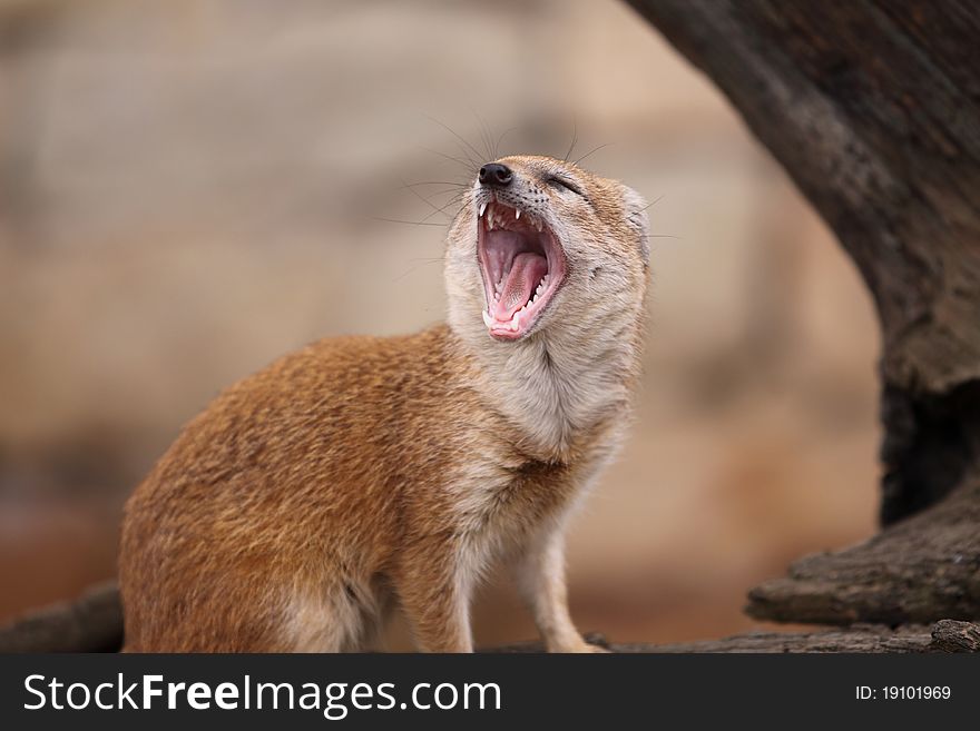 The yawning yellow mongoose (cynictis penicillata). The yawning yellow mongoose (cynictis penicillata).