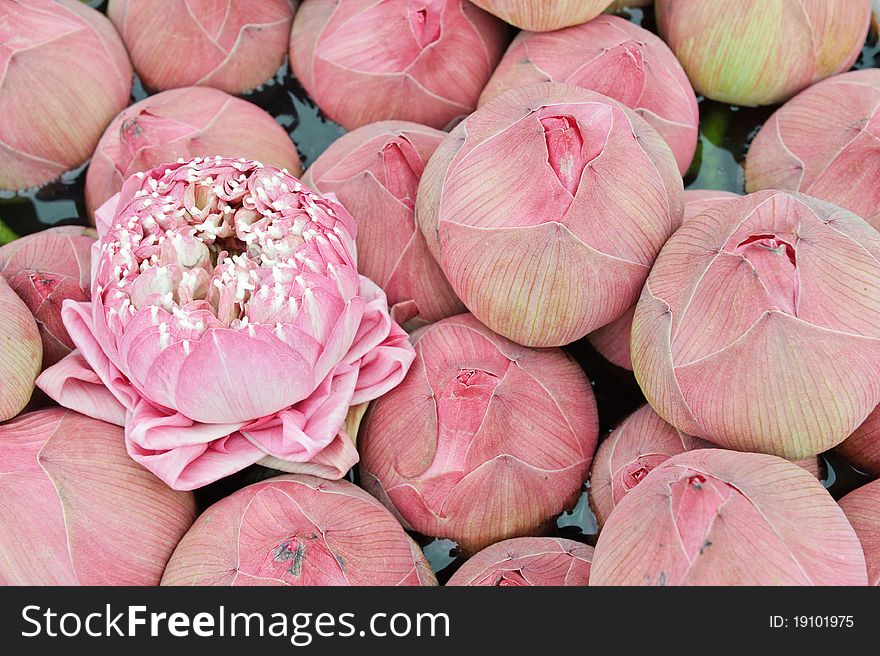 Closeup of group of pink lotus.