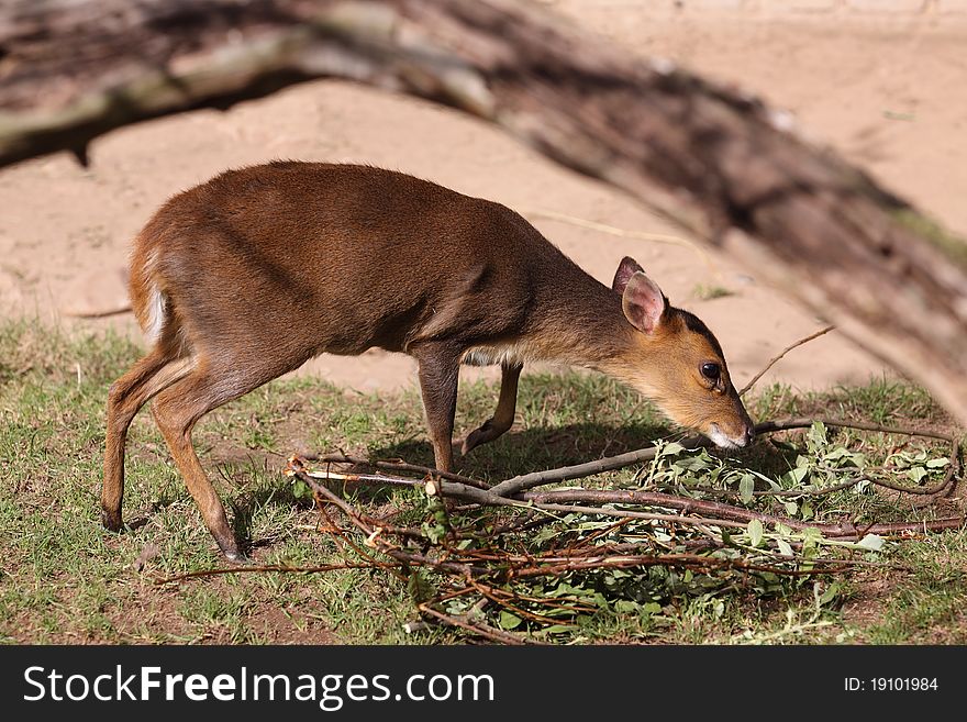 The formosan Reeves's muntjac examining the tree branches.