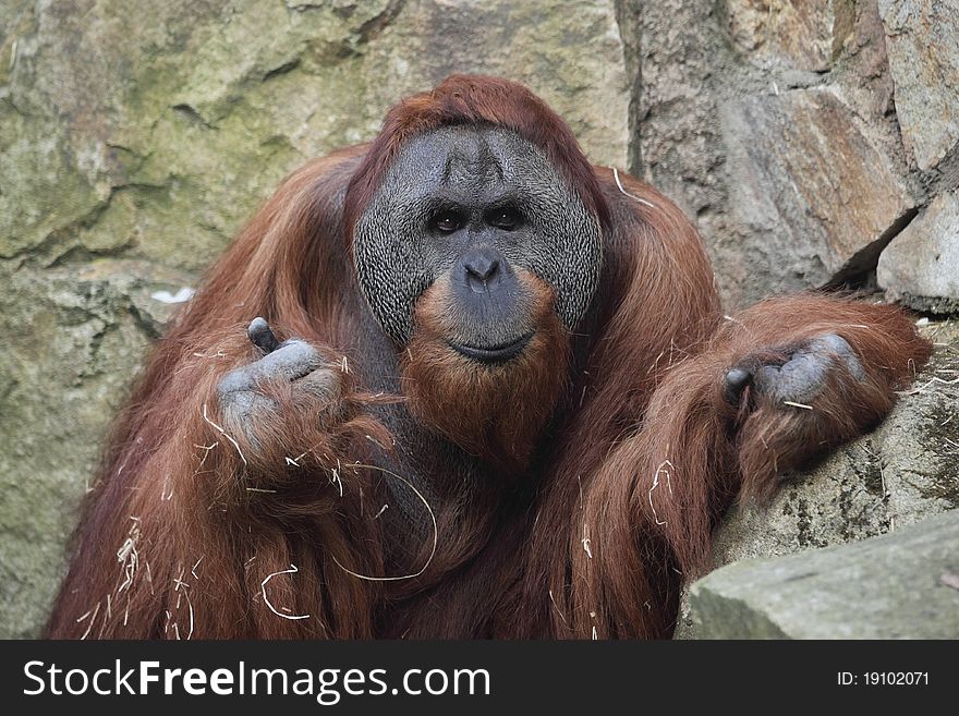 The detail of orangutan (Pongo pygmaeus)
