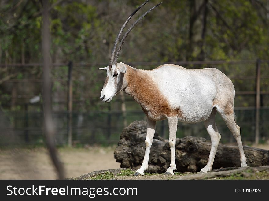 The scimitar oryx within the enclosure.