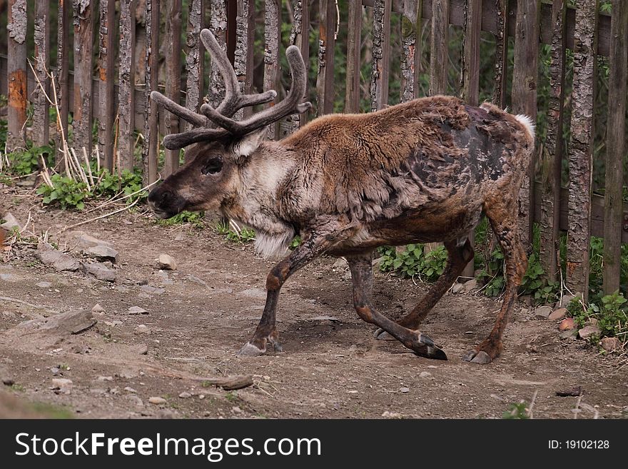 The reindeer (Rangifer tarandus), also known as the caribou in North America.