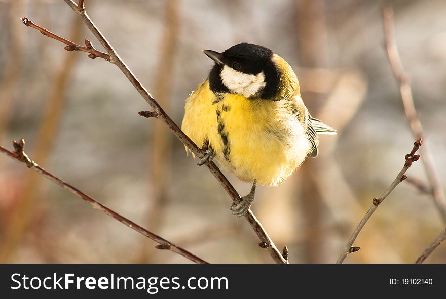 Great Tit on a branch in the sun. Great Tit on a branch in the sun