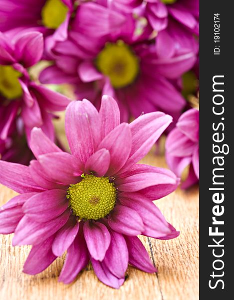 Deep pink chrysanthemum flowers - very shallow depth of field