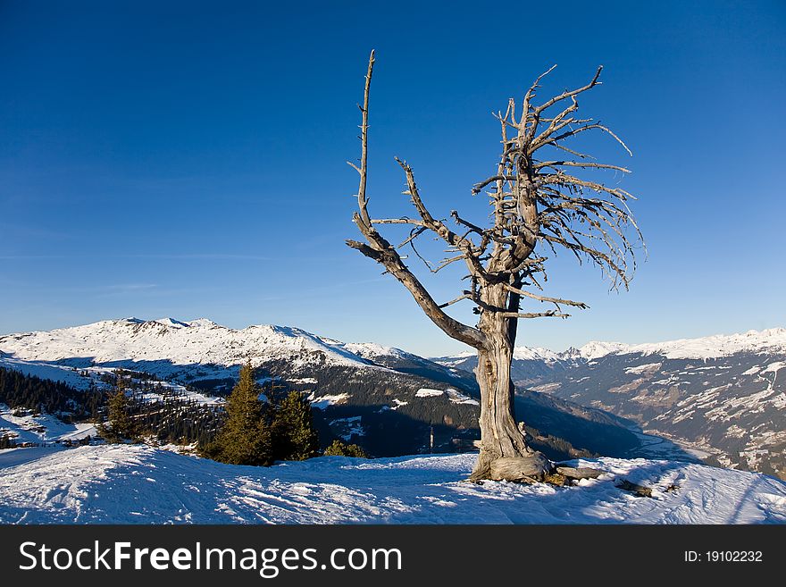 Dry tree in Alps mountains. Dry tree in Alps mountains