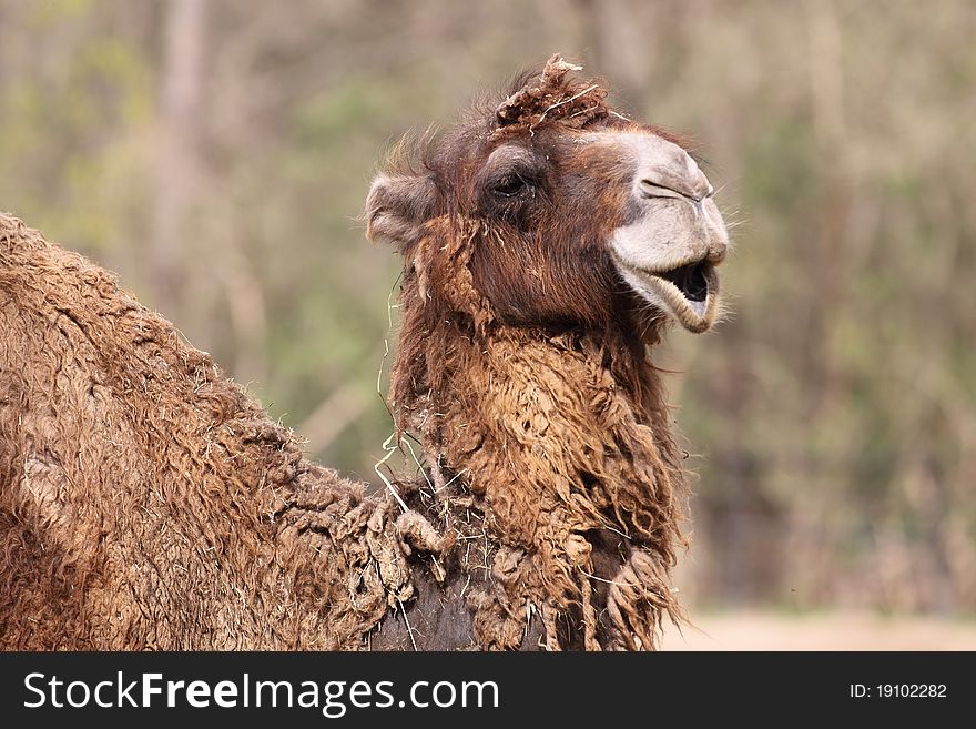 The detail of bactrian camel (camelus bactrianus). The detail of bactrian camel (camelus bactrianus).