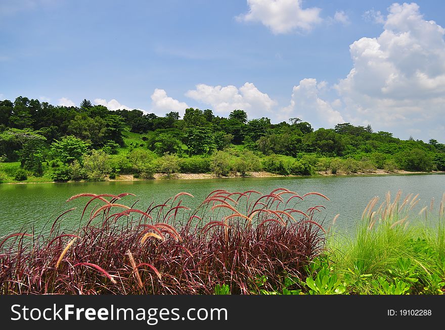 A Garden by the river in Punggol