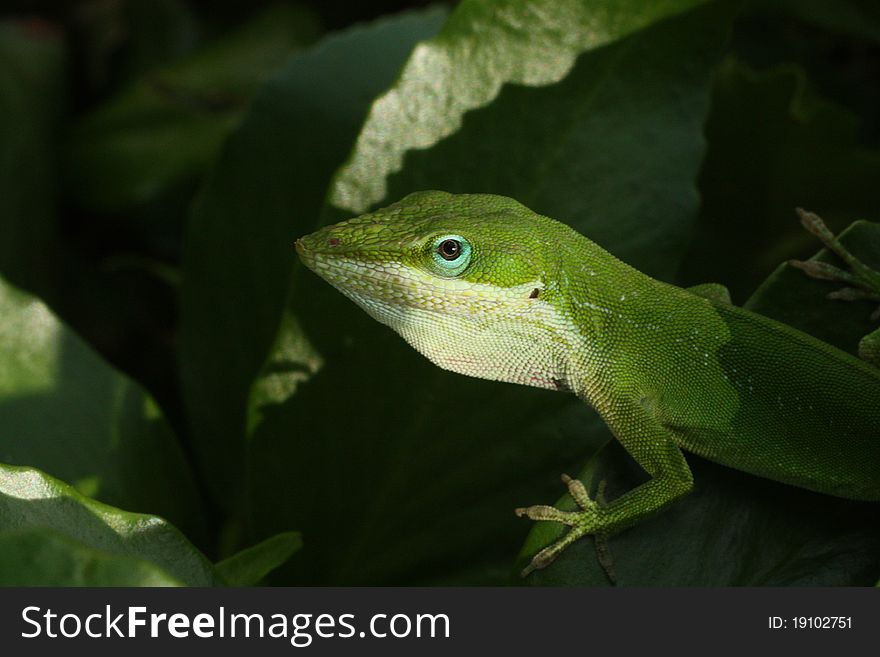 Closeup photo of a green anole lizard among the leaves of a bush. Closeup photo of a green anole lizard among the leaves of a bush.