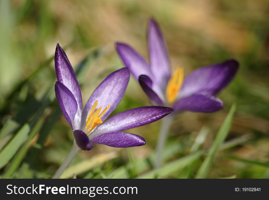 Crocus flower petal bloom in garden at springtime