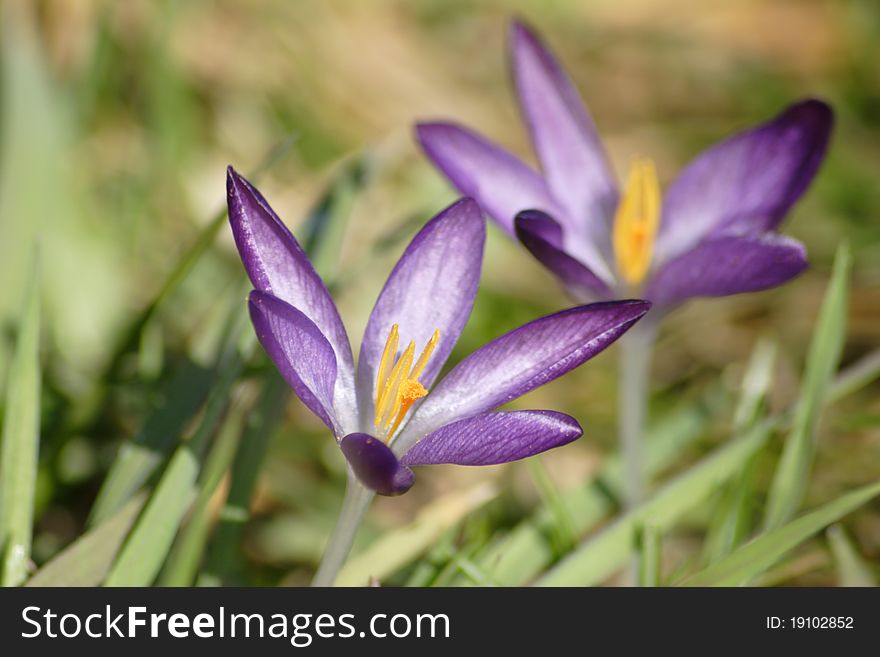 Crocus flower petal bloom in garden at springtime