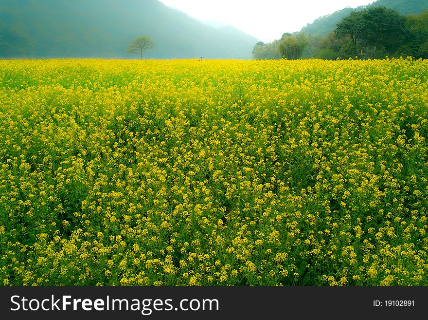 Rassica capestris in conghua GZ China