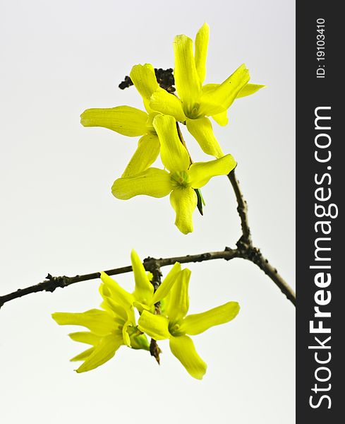 Forsythia Flowers