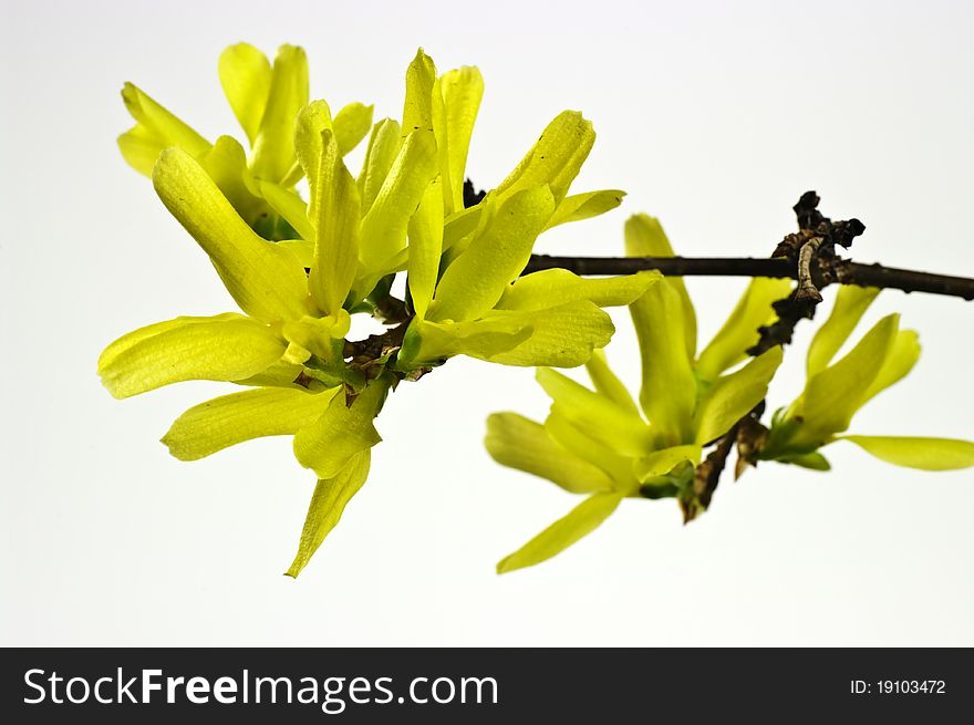 Twig of yellow blooming forsythia. Twig of yellow blooming forsythia