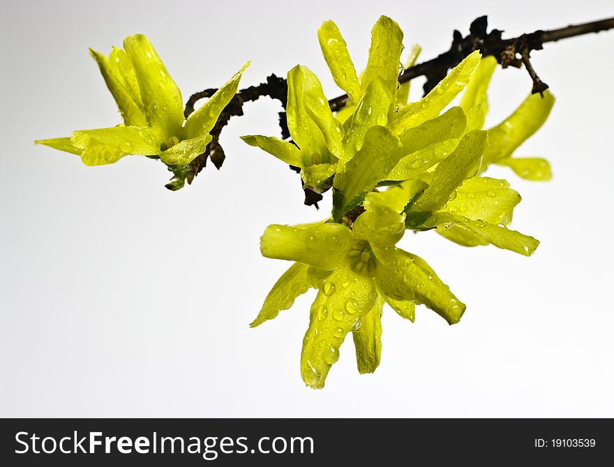 Twig of yellow blooming forsythia. Twig of yellow blooming forsythia
