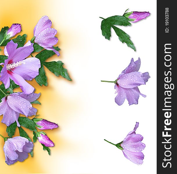 Composition of photo violet hibiscus and their segments. Composition of photo violet hibiscus and their segments