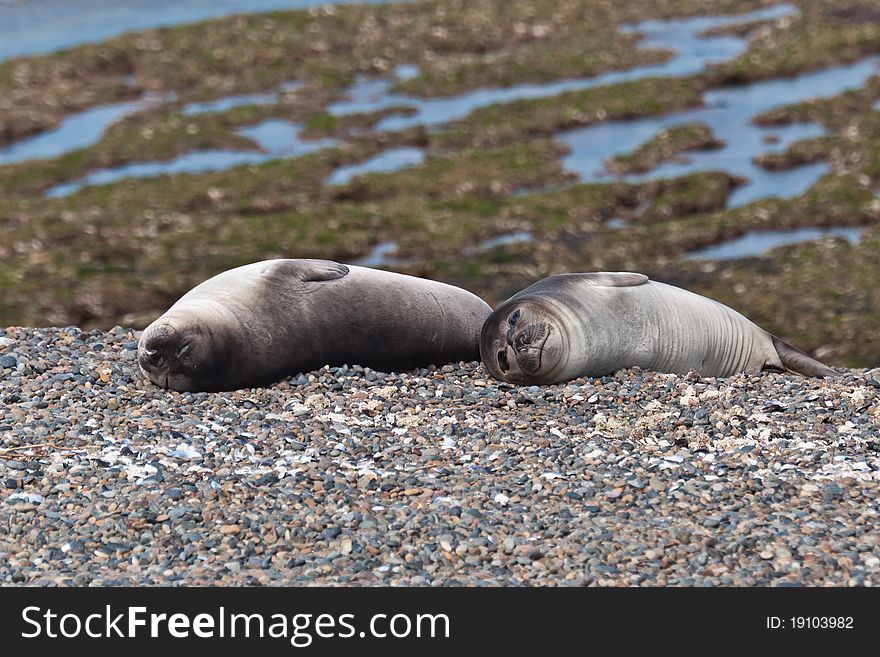 Very young sea lions resting on a beach. Very young sea lions resting on a beach