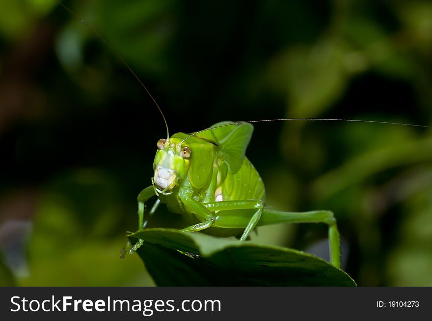 Macro photography of a green cricket on a leaf.