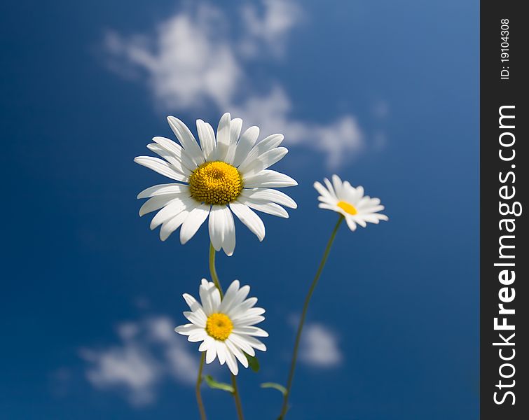 Big and two small chamomiles over blue sky background, focus on big. Big and two small chamomiles over blue sky background, focus on big