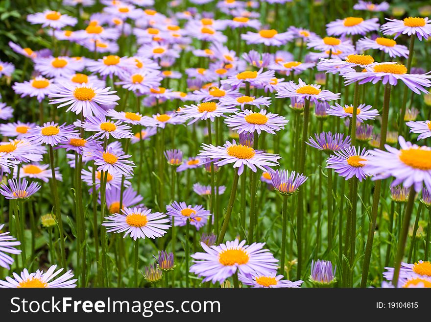 Meadow with purple daisies flowers