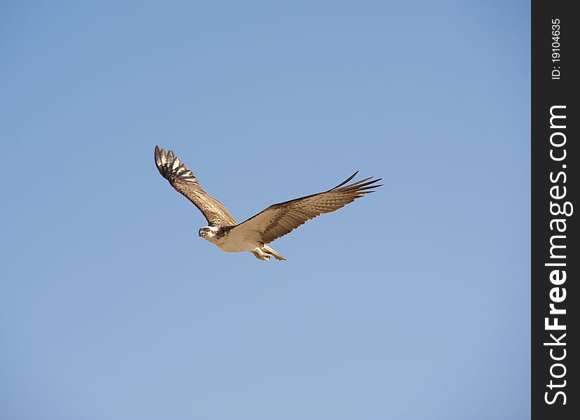 Large Osprey bird in flight with its wings spread. Large Osprey bird in flight with its wings spread