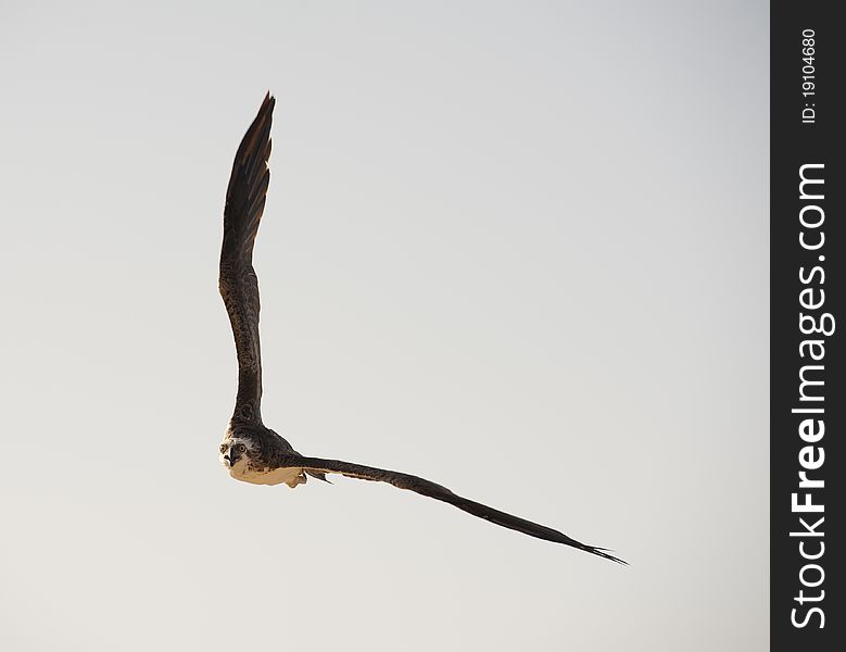 Large Osprey In Flight
