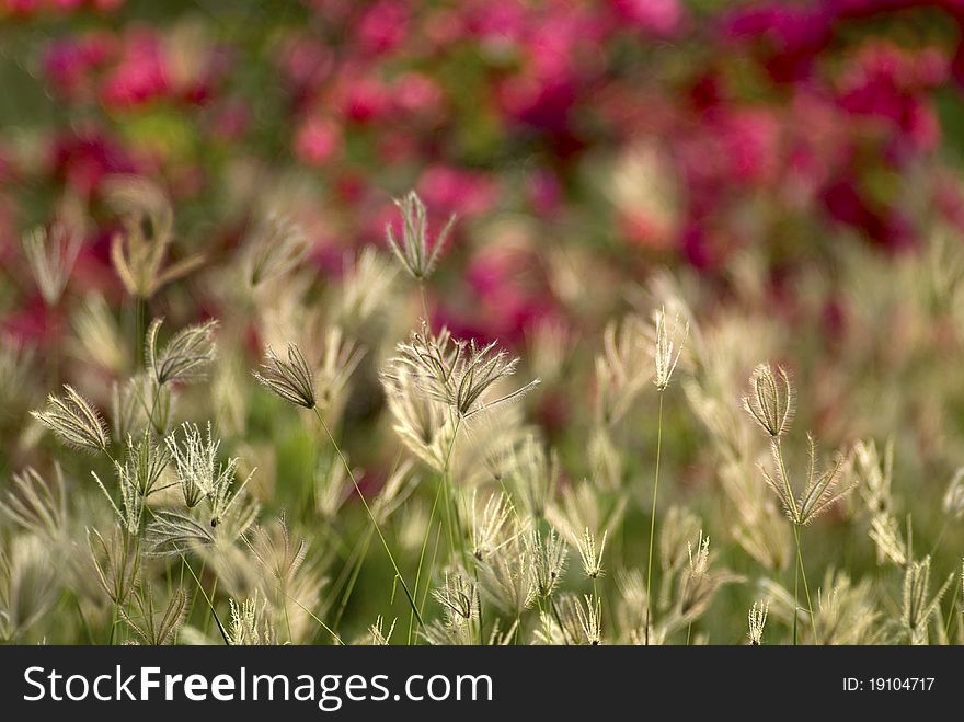 Bougainvillaea And Grass.