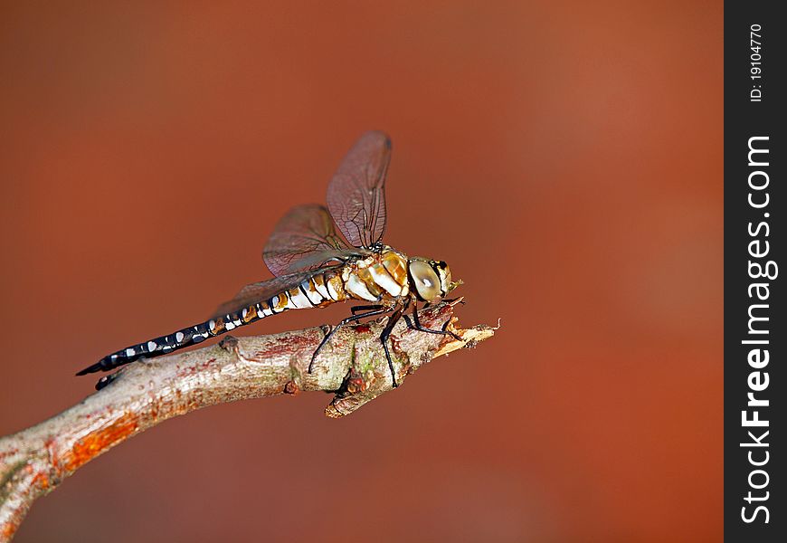 Dragonfly On A Branch