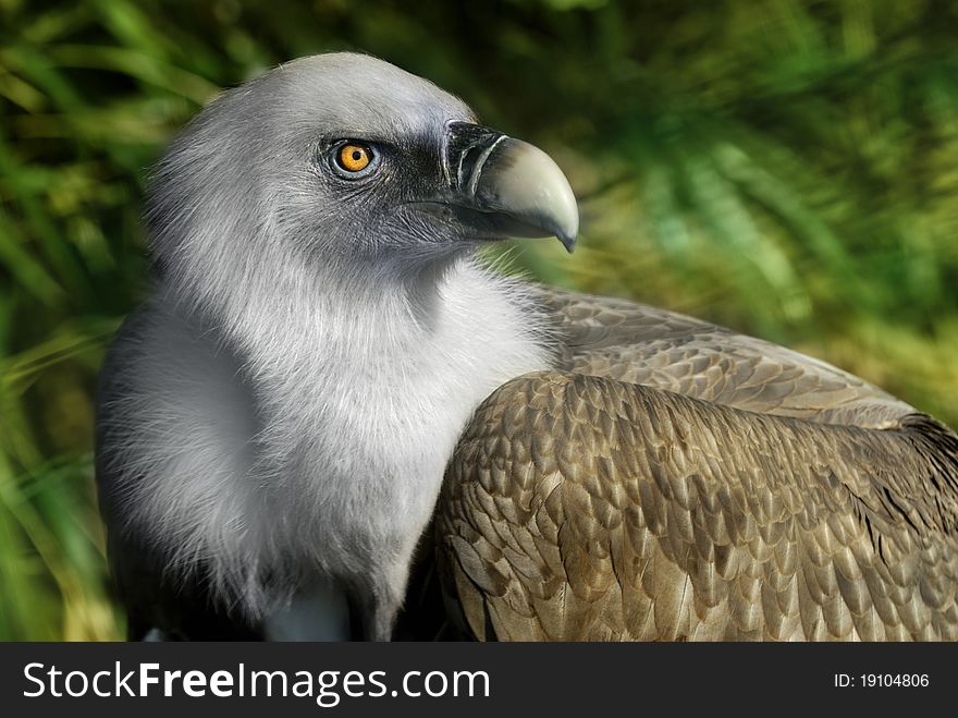 Griffin Vulture in Zoo, Istanbul Turkey