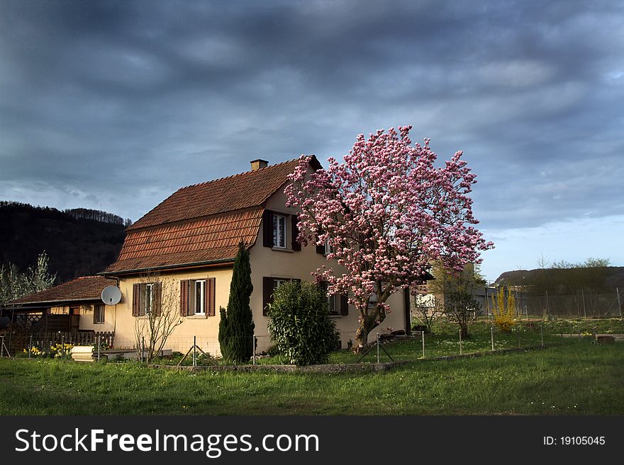 Old House  with a  small garden and tree of magnolia. Old House  with a  small garden and tree of magnolia