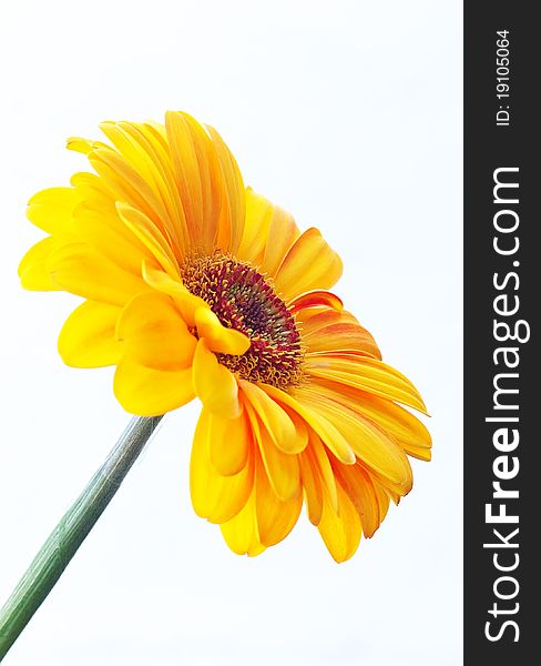 Yellow gerbera against white background