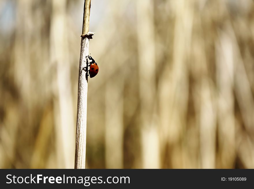 A ladybug moving up on stalk of wheat