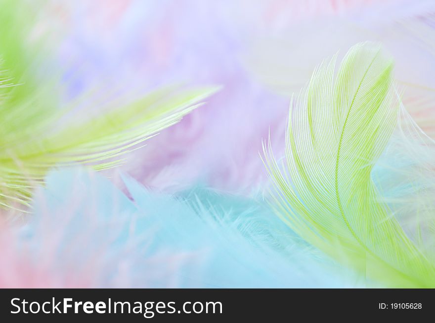 Background for design with soft colorfull feathers. Background for design with soft colorfull feathers
