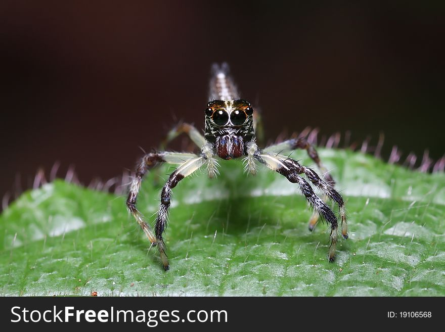 Jump spider in action on the green leaf