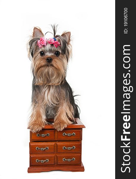 Portrait of the yorkshire terrier and dresse