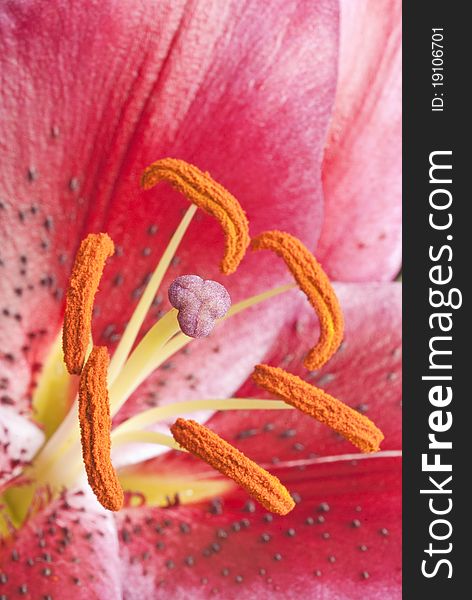 Closeup of a pink lily showing the pollen. Closeup of a pink lily showing the pollen.