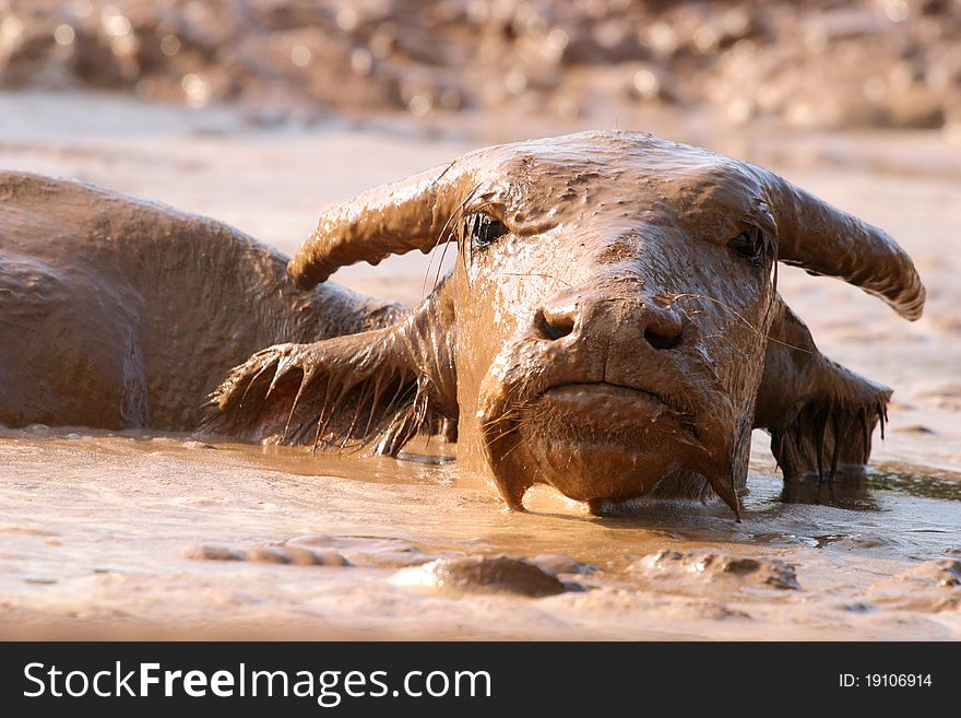 Thai Buffalo