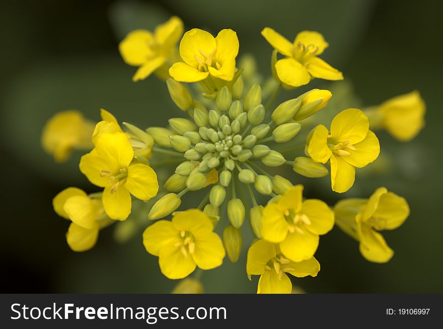 Rassica capestris in conghua Guangzhou China