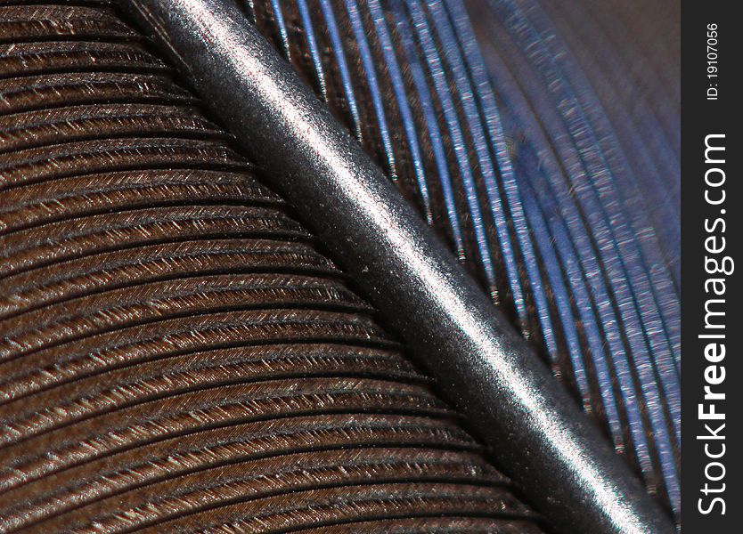 Detail of a blue jay feather.