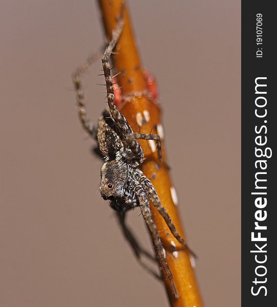 A wolf spider on a twig in a swamp. A wolf spider on a twig in a swamp.